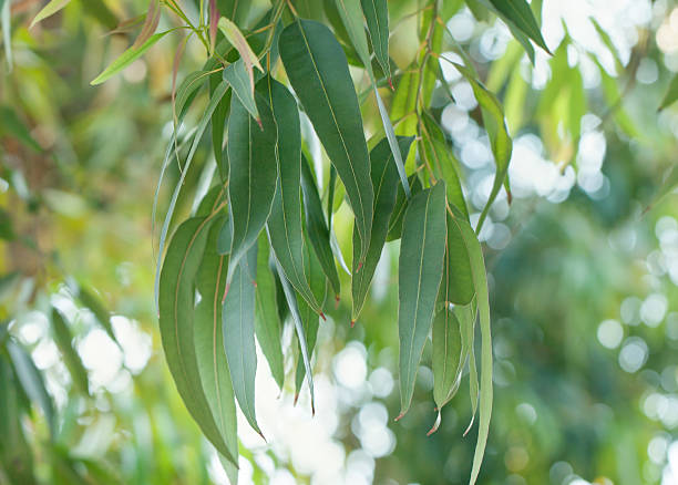 Eucalyptus Globulus Seeds for Planting – Heirloom Non-GMO High Germination Organic Garden Seeds