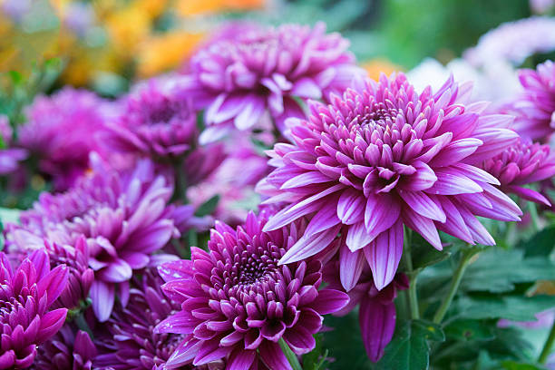 Purple Chrysanthemum Flower Seeds for Planting – Heirloom Non-GMO High Germination Seeds Seeds for Planting Organic Garden Seeds