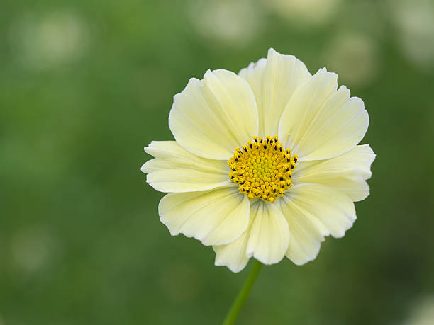 Pale Yellow Cosmos Flower Seeds – Heirloom Non-GMO High Germination Seeds