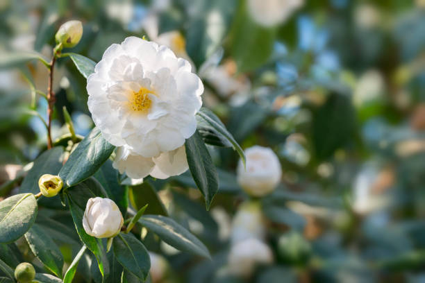 Semillas de Flores de Camelia Perenne Blanca Semillas Heredadas No-GMO de Alta Germinación para Sembrar