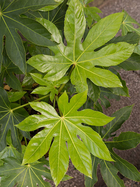 Green Fatsia Aralia Seeds – Heirloom &amp; Non-GMO Tropical Beauty Seeds for Planting