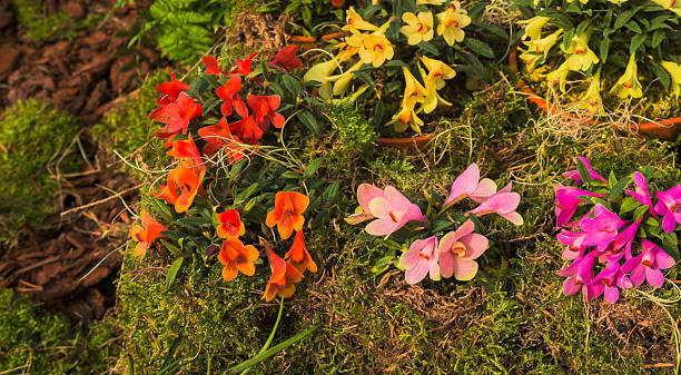 Mixed Erythranthe Flower Seeds – Heirloom, Non-GMO, High Germination Seeds