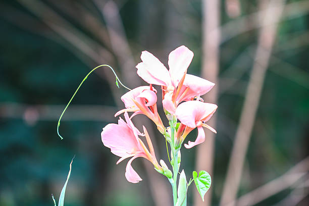 Blassrosa Canna Edulis Blumensamen – Alte Sorte, gentechnikfrei, keimstark, Bio-Gartensamen zum Pflanzen