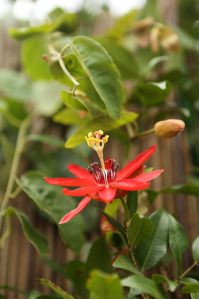 Red Passiflora Edulis Flower Seeds – Heirloom, Non-GMO, High Germination Seeds