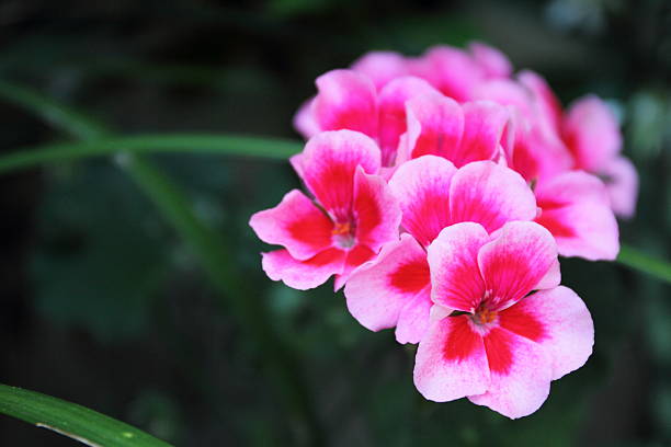 Red Pink Pelargonium Flower Seeds – Heirloom, Non-GMO, High Germination Seeds