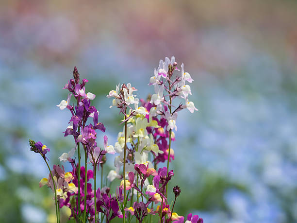 Mixed Linaria Maroccana Flower Seeds – Heirloom, Non-GMO, High Germination Seeds