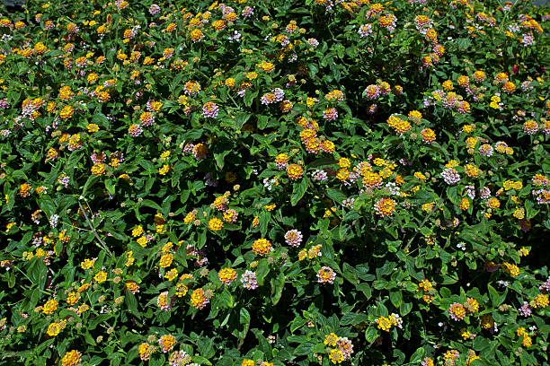Mixed Verbena Flower Seeds – Heirloom, Non-GMO, High Germination Seeds