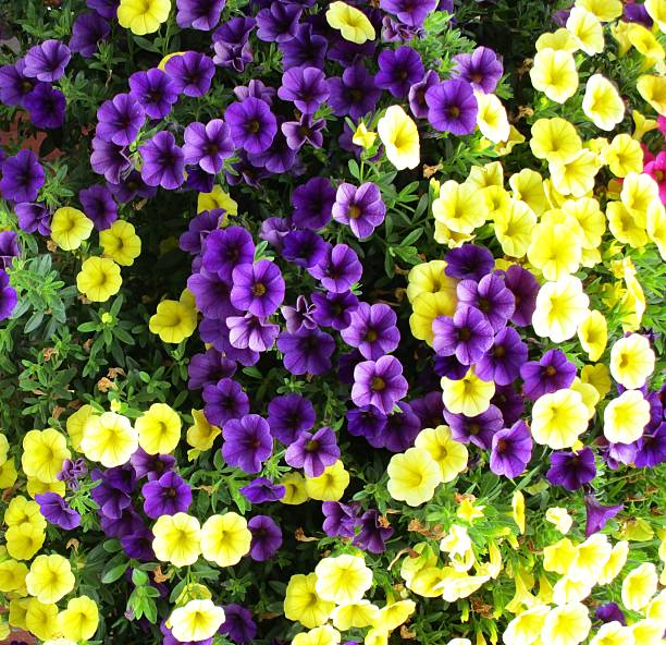 Semillas de flores de petunia Calibrachoa mixtas - Semillas reliquia, sin OMG, de alta germinación
