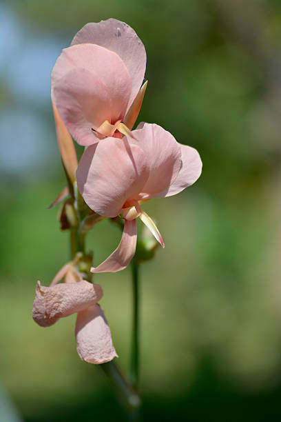 Blassrosa Canna Edulis Blumensamen – Alte Sorte, gentechnikfrei, keimstark, Bio-Gartensamen zum Pflanzen