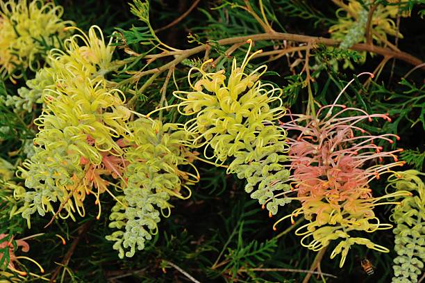 Mixed Grevillea Flower Seeds – Heirloom, Non-GMO, High Germination Seeds