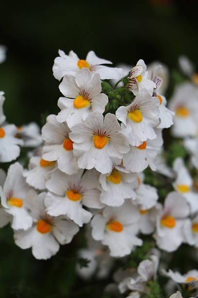 Semillas de flores de Nemesia Blanca – Jardín orgánico reliquia sin OMG
