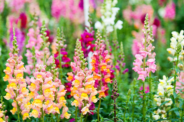 Semillas de flores variadas de Antirrhinum Majus – Herencia, sin OGM, alta germinación