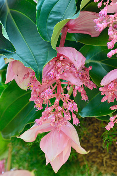 Medinilla Magnifica Blumensamen Pink – Alte Sorte, gentechnikfrei, hohe Keimrate