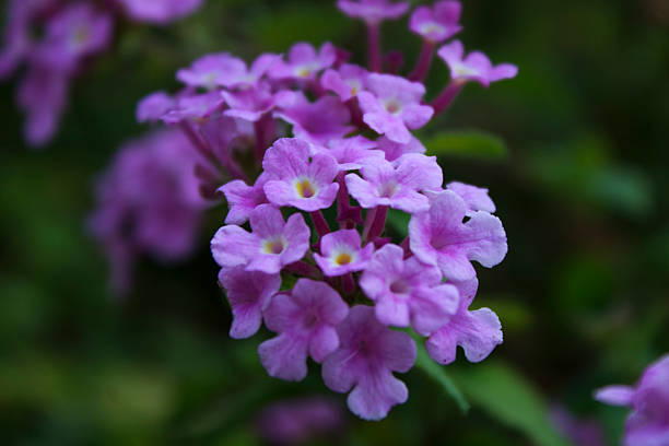 Purple Pentas Flower Seeds – Heirloom, Non-GMO, High Germination Seeds