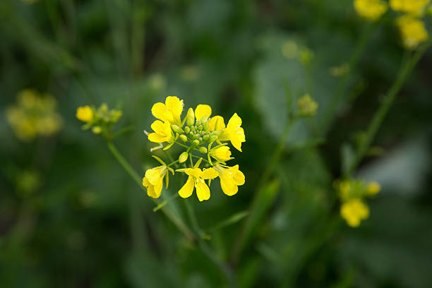 Yellow Mustard Flower Seeds – Heirloom, Non-GMO, High Germination Seeds