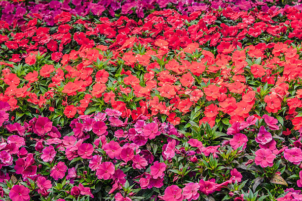 Mix Impatiens Walleriana Flower Seeds – Heirloom, Non-GMO, High Germination Seeds