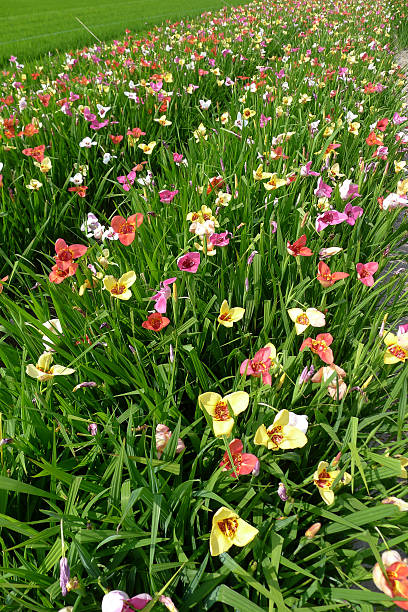 Mixed Erythranthe Flower Seeds – Heirloom, Non-GMO, High Germination Seeds