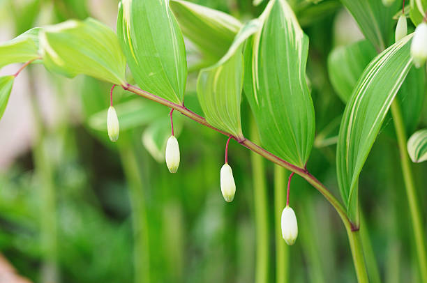 Green Polygonatum (Solomon&