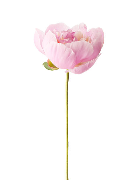 Pale Pink Peony Flower Seeds – Heirloom, Non-GMO, High Germination Seeds for Planting