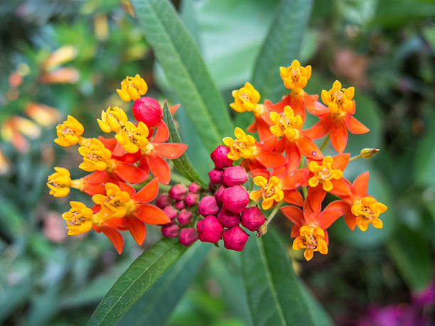 Mixed Asclepias Flower Seeds – Heirloom, Non-GMO, High Germination Seeds