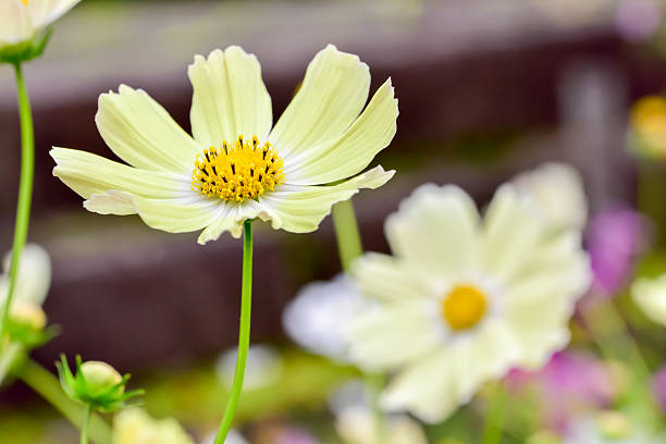 Pale Yellow Cosmos Flower Seeds – Heirloom Non-GMO High Germination Seeds