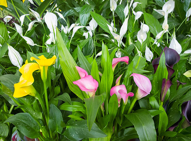 Mixed Aethiopica Calla Lily Flower Seeds – Heirloom, Non-GMO, High Germination Seeds