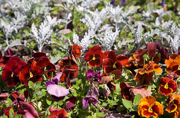 Mix Pansy Flowers Seeds – Heirloom, Non-GMO, High Germination Seeds