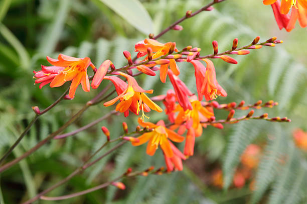 Orange Crocosmia Flower Seeds – Heirloom, Non-GMO, High Germination Seeds