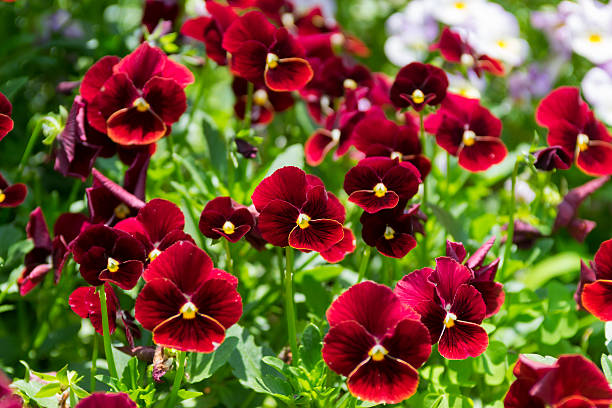 Maroon Pansy Flower Seeds – Heirloom, Non-GMO, High Germination Seeds