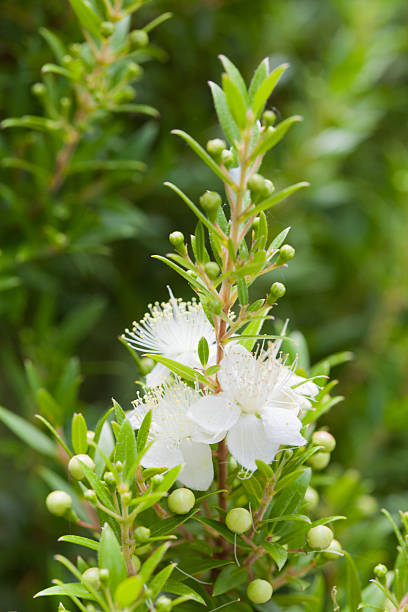 White Myrtle Flower Seeds – Heirloom, Non-GMO, High Germination Seeds