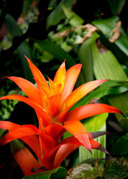 Orange Bromeliad Flower Seeds – Heirloom, Non-GMO, High Germination Seeds