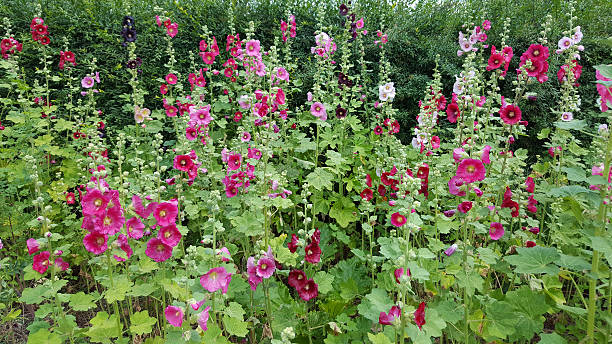 Semillas Mixtas de Malva Real – Semillas de Alta Germinación, Cimarrón, No Transgénicas