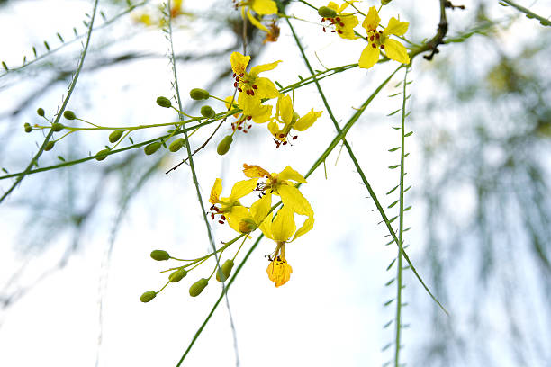 Parkinsonia Flower Seeds – Heirloom, Non-GMO, High Germination Seeds