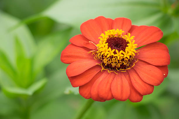 Orange Giant Zinnia Flower Seeds – Heirloom, Non-GMO, High Germination Seeds