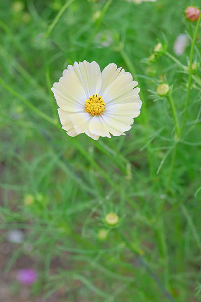 Pale Yellow Cosmos Flower Seeds – Heirloom Non-GMO High Germination Seeds