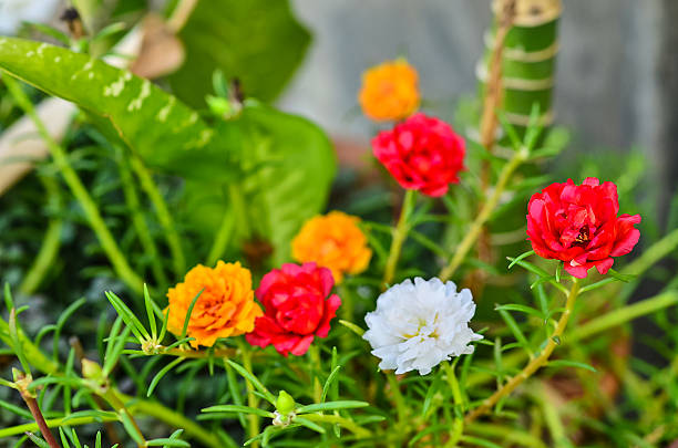 Mixed Portulaca Flower Seeds – Heirloom, Non-GMO, High Germination Seeds