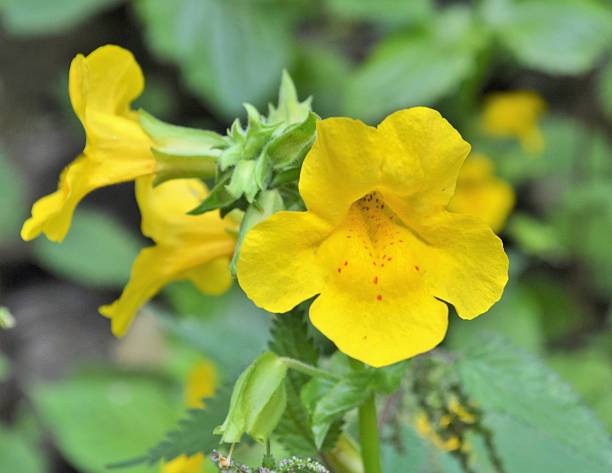 Mimulus Flower Seeds Yellow – Heirloom, Non-GMO, High Germination Seeds