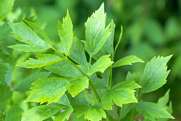 Lovage Herb Seeds – Heirloom, Non-GMO, High Germination Seeds for Planting