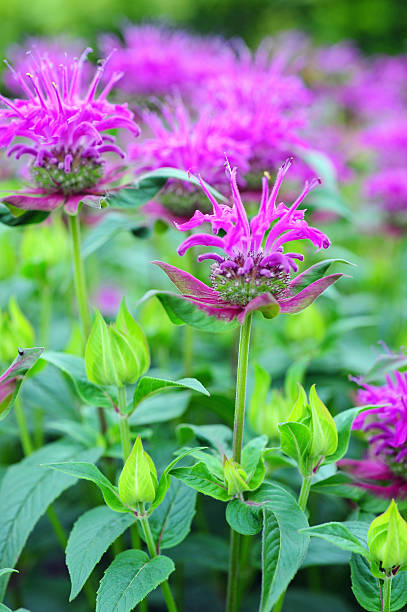 Pink Monarda Flower Seeds – Heirloom, Non-GMO, High Germination Seeds