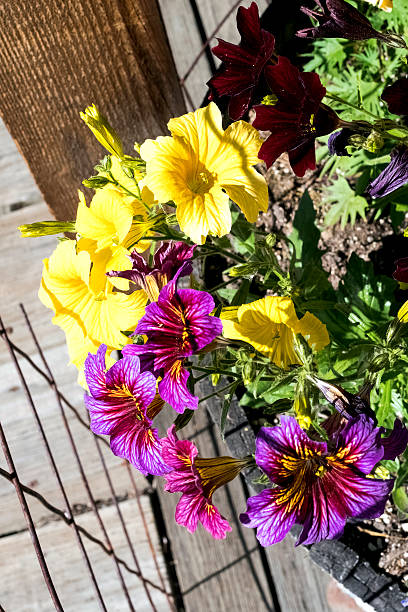 Mixed Salpiglossis Flower Seeds – Heirloom, Non-GMO, High Germination Seeds