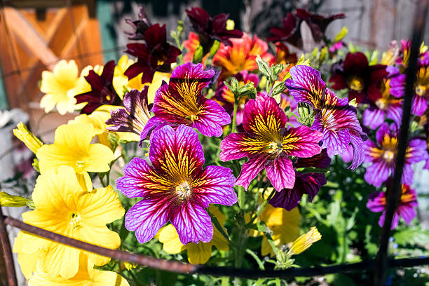 Mixed Salpiglossis Flower Seeds – Heirloom, Non-GMO, High Germination Seeds