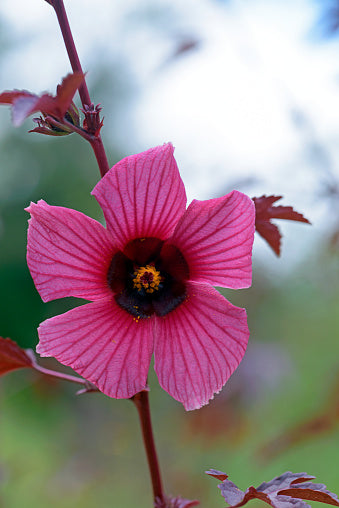 Acetosella Flower Seeds for Planting – Heirloom Non-GMO High Germination Organic Garden Seeds