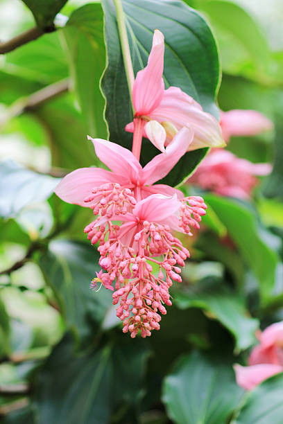 Medinilla Magnifica Flower Seeds Pink – Heirloom, Non-GMO, High Germination Seeds