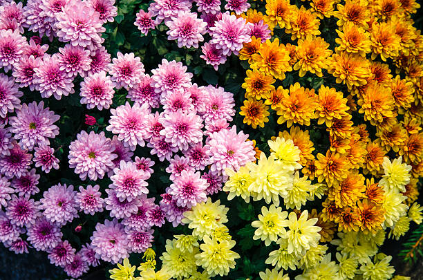Mixed Chrysanthemum Flower Seeds Perennial – Heirloom, Non-GMO, High Germination Seeds