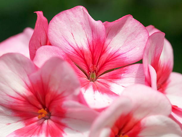Red Pink Pelargonium Flower Seeds – Heirloom, Non-GMO, High Germination Seeds
