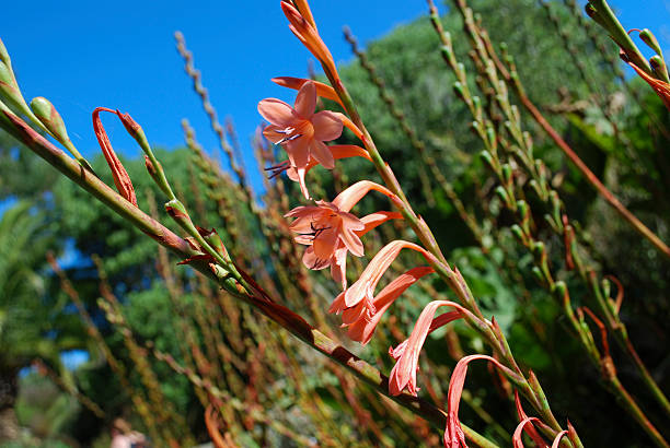 Orange Watsonia Flower Seeds – Heirloom, Non-GMO, High Germination Seeds