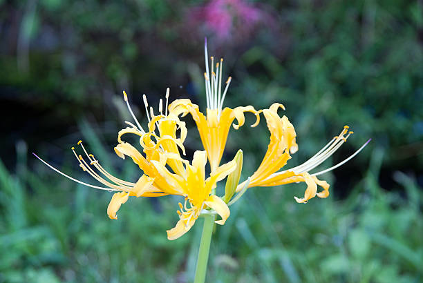 Yellow Lycoris Flower Seeds – Heirloom, Non-GMO, High Germination Organic Seeds