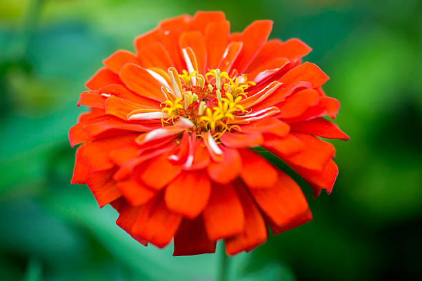 Orange Giant Zinnia Flower Seeds – Heirloom, Non-GMO, High Germination Seeds