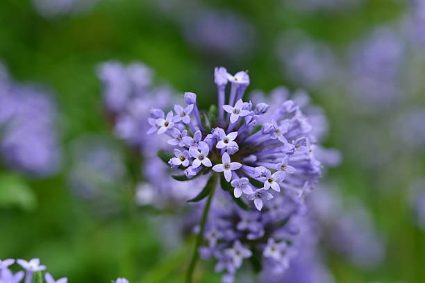 Asperula Flower Seeds for Planting – Heirloom Non-GMO High Germination Organic Garden Seeds