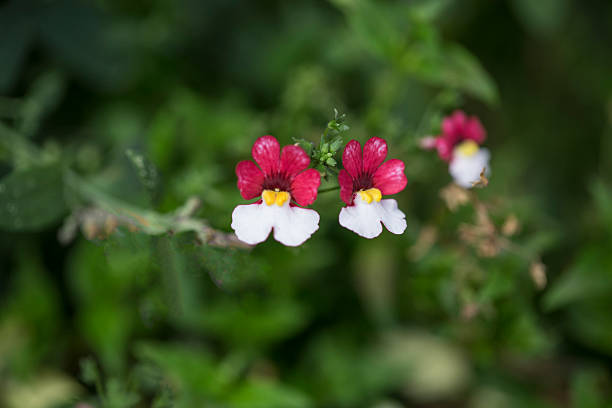 Nemesia Blumensamen Rot-Weiß zum Pflanzen – Alte Sorte Non-GMO Hohe Keimrate Bio-Gartensamen